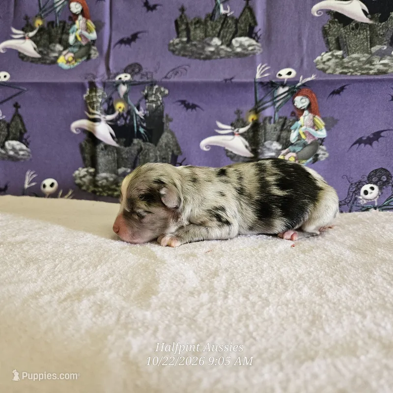 Binx – Toy Australian Shepherd puppy for sale in Snowflake, AZ