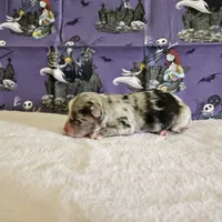 Binx, a male Toy Australian Shepherd for sale in Snowflake, AZ – 1 of 1