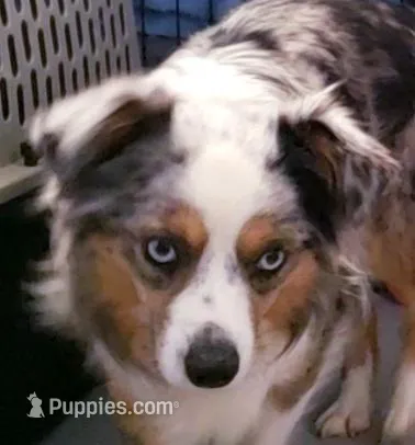 Elsa – Miniature Australian Shepherd puppy for sale in Snowflake, AZ