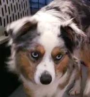Elsa, a female Miniature Australian Shepherd for sale in Snowflake, AZ – 1 of 2