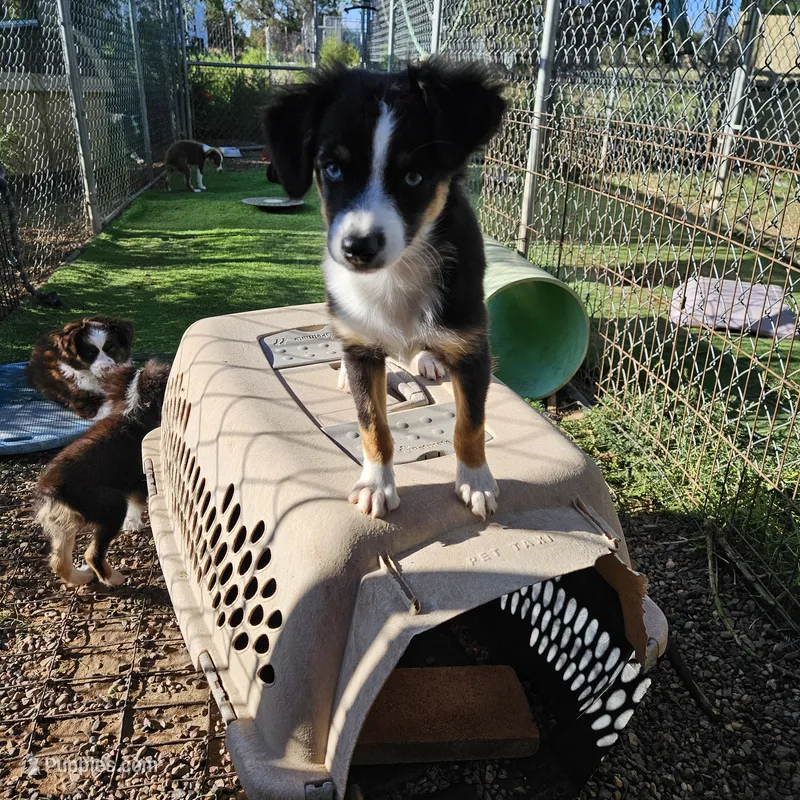 Roxie – Toy Australian Shepherd puppy for sale in Snowflake, AZ