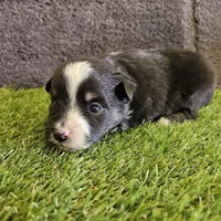 Kelso, a male Toy Australian Shepherd for sale in Snowflake, AZ – Photo 2 of 5