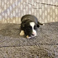 Kelso, a male Toy Australian Shepherd for sale in Snowflake, AZ – Photo 3 of 5