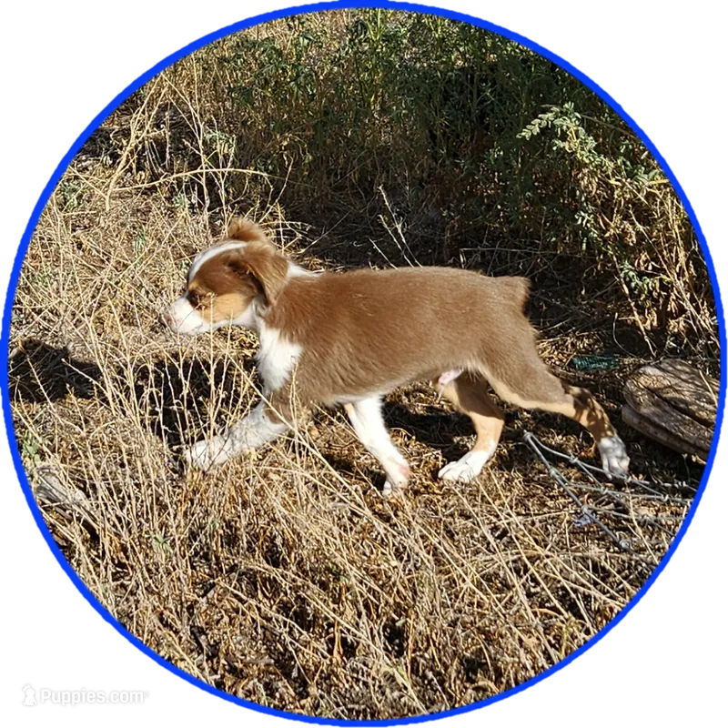 Ryan – Toy Australian Shepherd puppy for sale in Snowflake, AZ