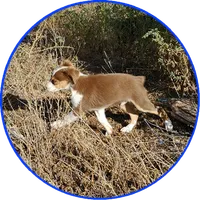 Ryan, a male Toy Australian Shepherd for sale in Snowflake, AZ – 1 of 9