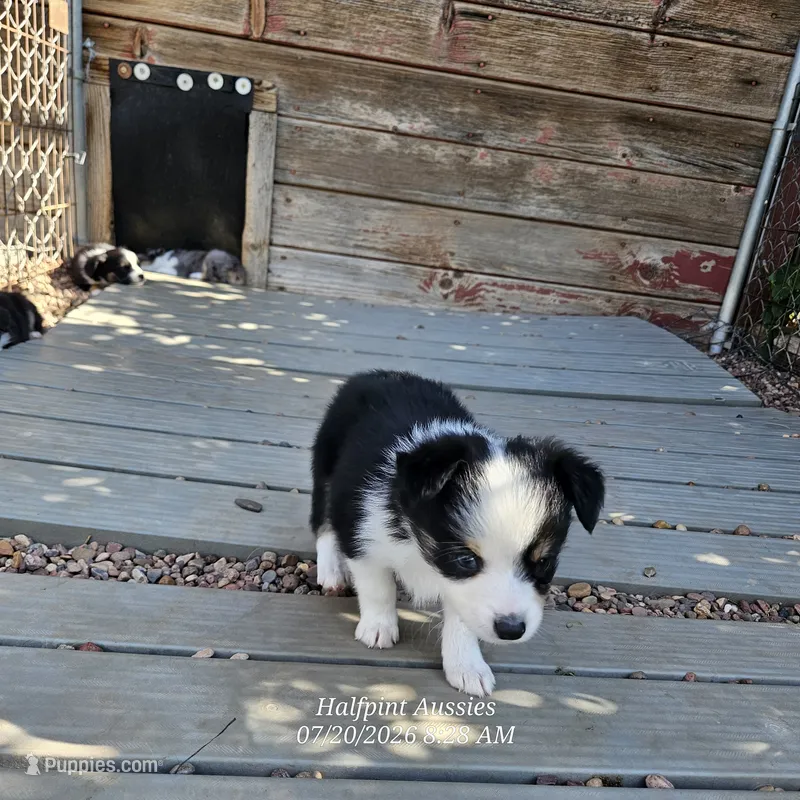 Nick – Toy Australian Shepherd puppy for sale in Snowflake, AZ