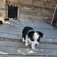 Nick, a male Toy Australian Shepherd for sale in Snowflake, AZ – 2 of 6