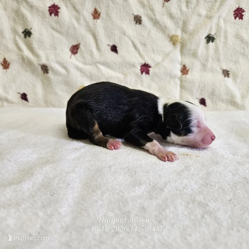 Frost – Toy Australian Shepherd puppy for sale in Snowflake, AZ