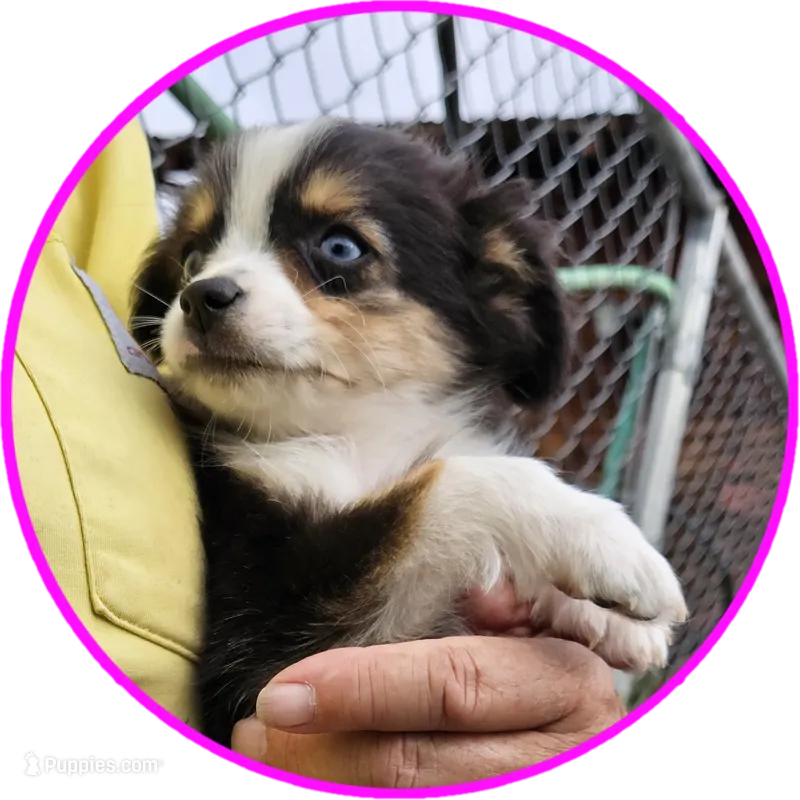 Taylor – Toy Australian Shepherd puppy for sale in Snowflake, AZ