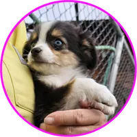 Taylor, a female Toy Australian Shepherd for sale in Snowflake, AZ – 1 of 8