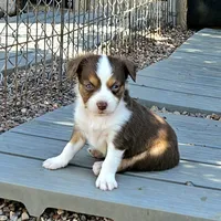 Ryan, a male Toy Australian Shepherd for sale in Snowflake, AZ – 3 of 6