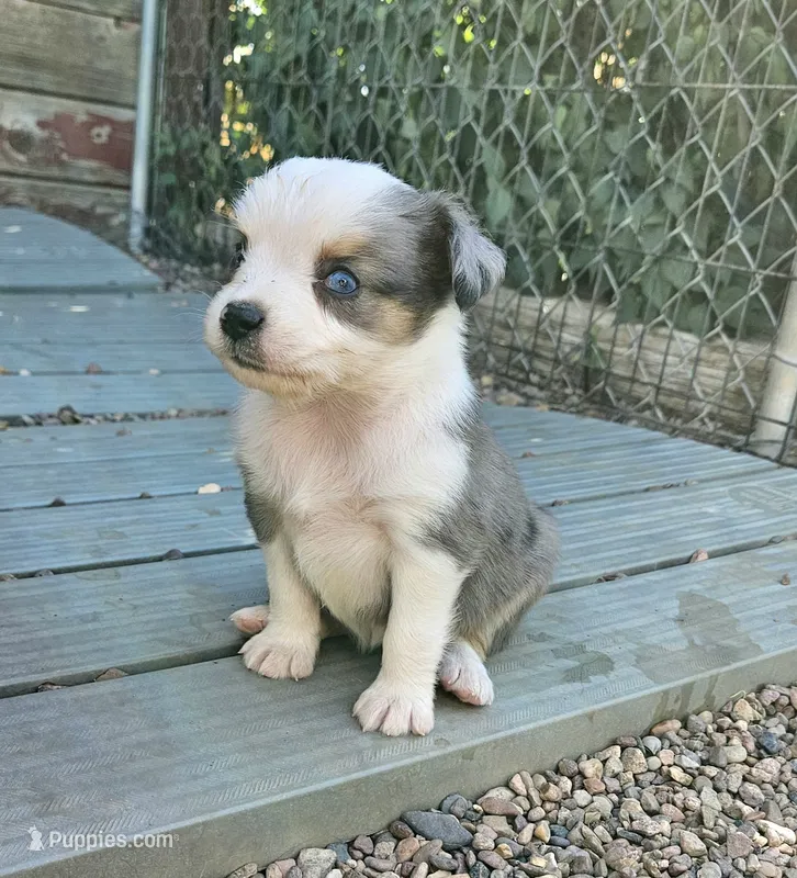 DIXIE – Toy Australian Shepherd puppy for sale in Snowflake, AZ