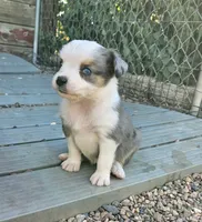 DIXIE, a female Toy Australian Shepherd for sale in Snowflake, AZ – 4 of 7
