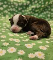 Ryan, a male Toy Australian Shepherd for sale in Snowflake, AZ – 5 of 6