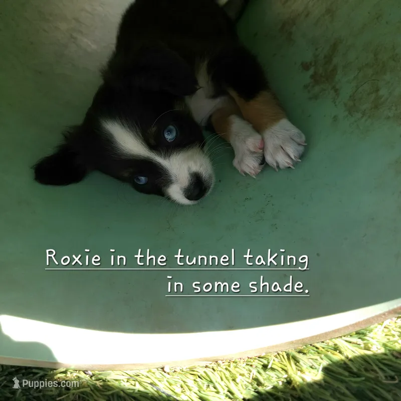 Roxie – Toy Australian Shepherd puppy for sale in Snowflake, AZ