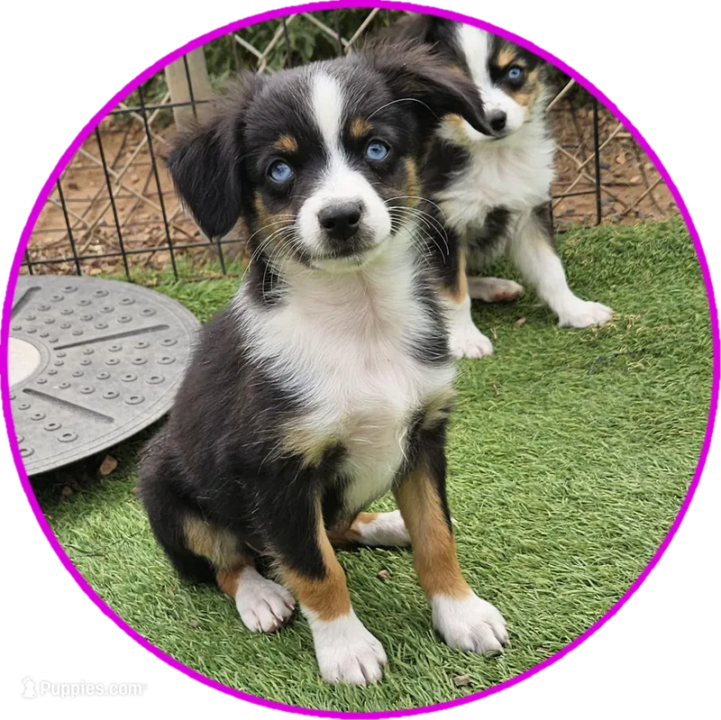 Roxie – Toy Australian Shepherd puppy for sale in Snowflake, AZ