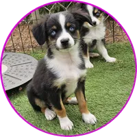 Roxie, a female Toy Australian Shepherd for sale in Snowflake, AZ – 1 of 9