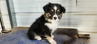 Fred, a male Toy Australian Shepherd for sale in Snowflake, AZ – Photo 4 of 10