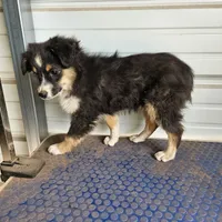Fred, a male Toy Australian Shepherd for sale in Snowflake, AZ – Photo 3 of 10