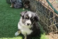 Fred, a male Toy Australian Shepherd for sale in Snowflake, AZ – Photo 5 of 10