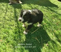 Fred, a male Toy Australian Shepherd for sale in Snowflake, AZ – Photo 7 of 10