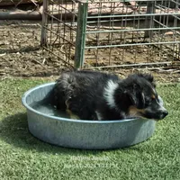 Fred, a male Toy Australian Shepherd for sale in Snowflake, AZ – Photo 2 of 10
