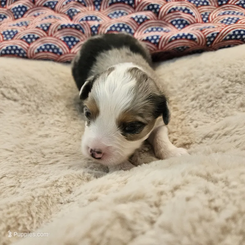 Blue – Toy Australian Shepherd puppy for sale in Snowflake, AZ
