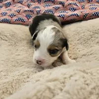 Blue, a male Toy Australian Shepherd for sale in Snowflake, AZ – 3 of 5