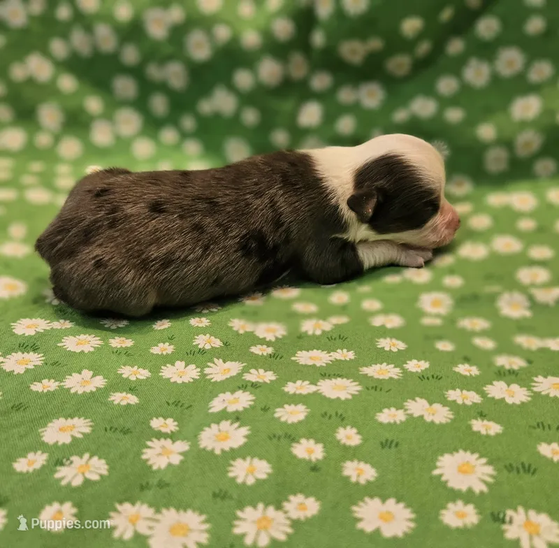 DIXIE – Toy Australian Shepherd puppy for sale in Snowflake, AZ