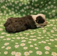 DIXIE, a female Toy Australian Shepherd for sale in Snowflake, AZ – 1 of 2