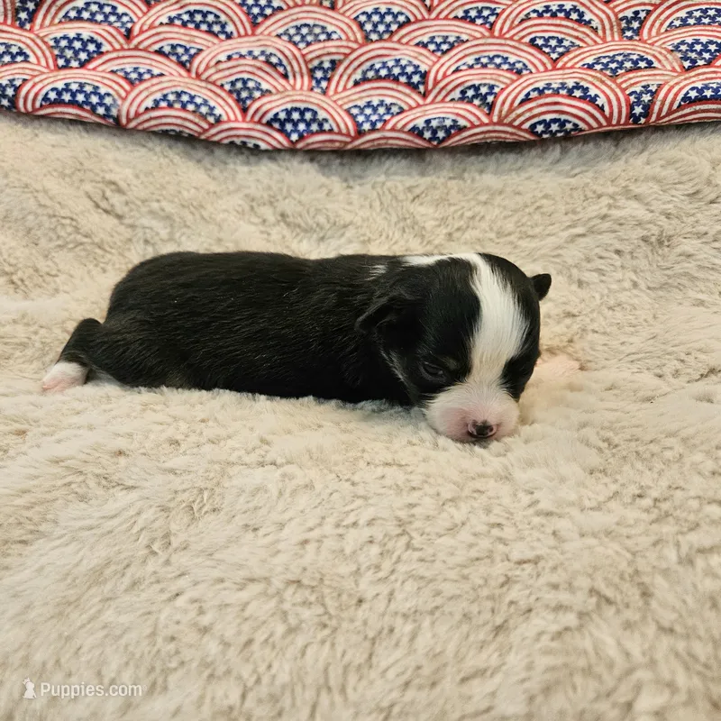 Taylor – Toy Australian Shepherd puppy for sale in Snowflake, AZ
