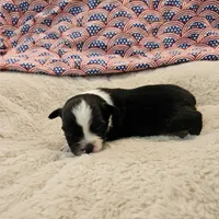 Sammy, a male Toy Australian Shepherd for sale in Snowflake, AZ – 4 of 6