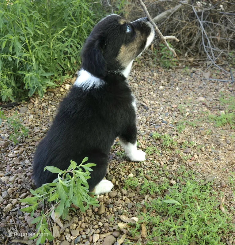 Sammy – Toy Australian Shepherd puppy for sale in Snowflake, AZ