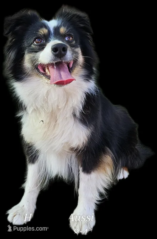 Cricket  – Miniature American Shepherd puppy for sale in Snowflake, AZ