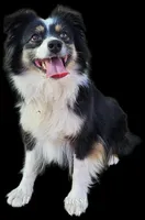 Cricket , a female Miniature Australian Shepherd for sale in Snowflake, AZ – 1 of 1