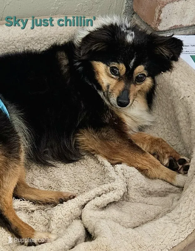 Sky – Toy Australian Shepherd puppy for sale in Snowflake, AZ