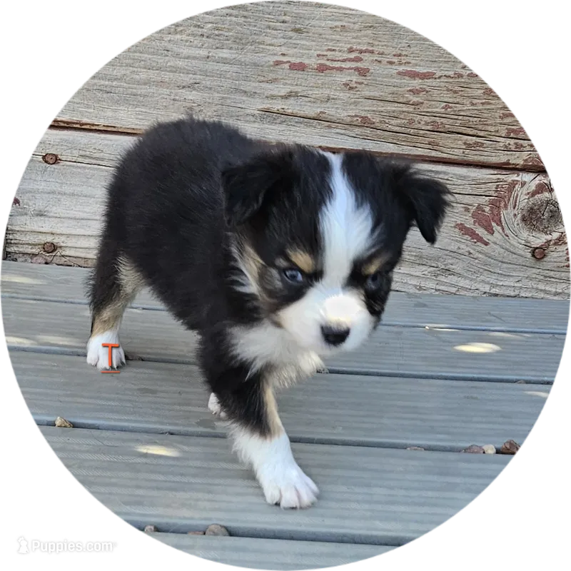 Taylor – Toy Australian Shepherd puppy for sale in Snowflake, AZ