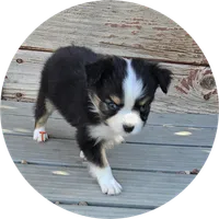 Taylor, a female Toy Australian Shepherd for sale in Snowflake, AZ – 4 of 8