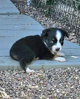 Roxie, a female Toy Australian Shepherd for sale in Snowflake, AZ – 6 of 9