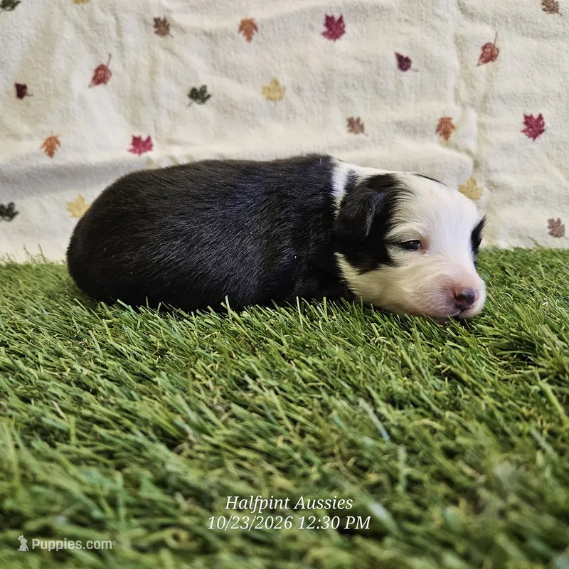 Frost – Toy Australian Shepherd puppy for sale in Snowflake, AZ