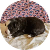 Dusk, a male Miniature Australian Shepherd for sale in Snowflake, AZ – 3 of 5
