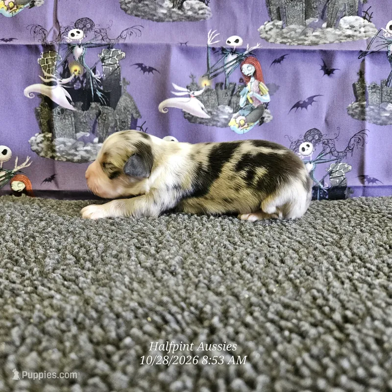 Tarot – Toy Australian Shepherd puppy for sale in Snowflake, AZ