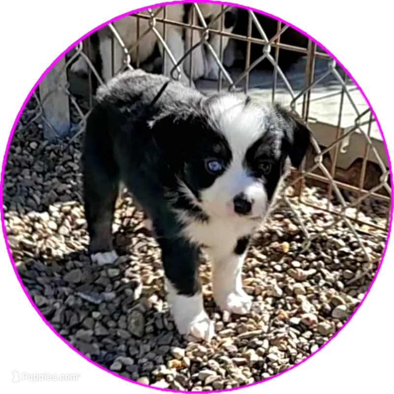 Dawn – Miniature Australian Shepherd puppy for sale in Snowflake, AZ