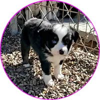 Dawn, a female Miniature Australian Shepherd for sale in Snowflake, AZ – 1 of 5