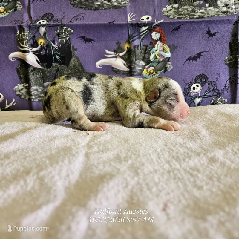 Tarot – Toy Australian Shepherd puppy for sale in Snowflake, AZ