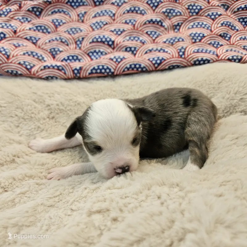 DIXIE – Toy Australian Shepherd puppy for sale in Snowflake, AZ