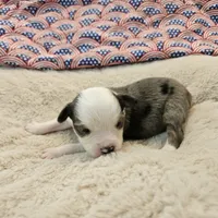 DIXIE, a female Toy Australian Shepherd for sale in Snowflake, AZ – 5 of 7