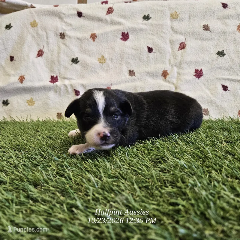 Waffle – Toy Australian Shepherd puppy for sale in Snowflake, AZ