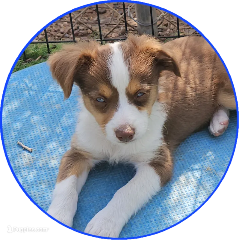 Ryan – Toy Australian Shepherd puppy for sale in Snowflake, AZ