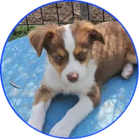 Ryan, a male Toy Australian Shepherd for sale in Snowflake, AZ – 3 of 9